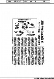 京大など、細胞老化の伝播解明 生体内での誘導可視化