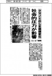 OIST、クマノミのしま模様変化に社会的圧力が影響