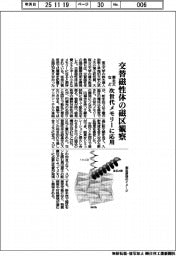 東北大など、交替磁性体の磁区観察　次世代メモリーに応用