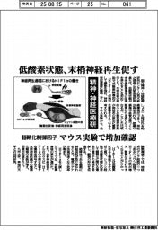 精神・神経医療研、低酸素状態、末梢神経再生促す　髄鞘化制御因子　マウス実験で増加確認