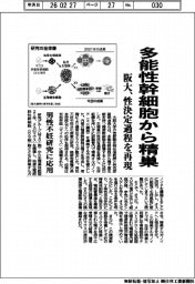 阪大、多能性幹細胞から精巣　性決定過程を再現