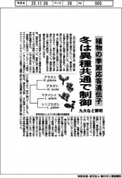 九大など、植物の季節応答遺伝子解明　冬は異種共通で制御