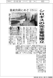 クラハシ、シロギスの完全養殖確立　福山大の技術供与受け　量産出荷にめど